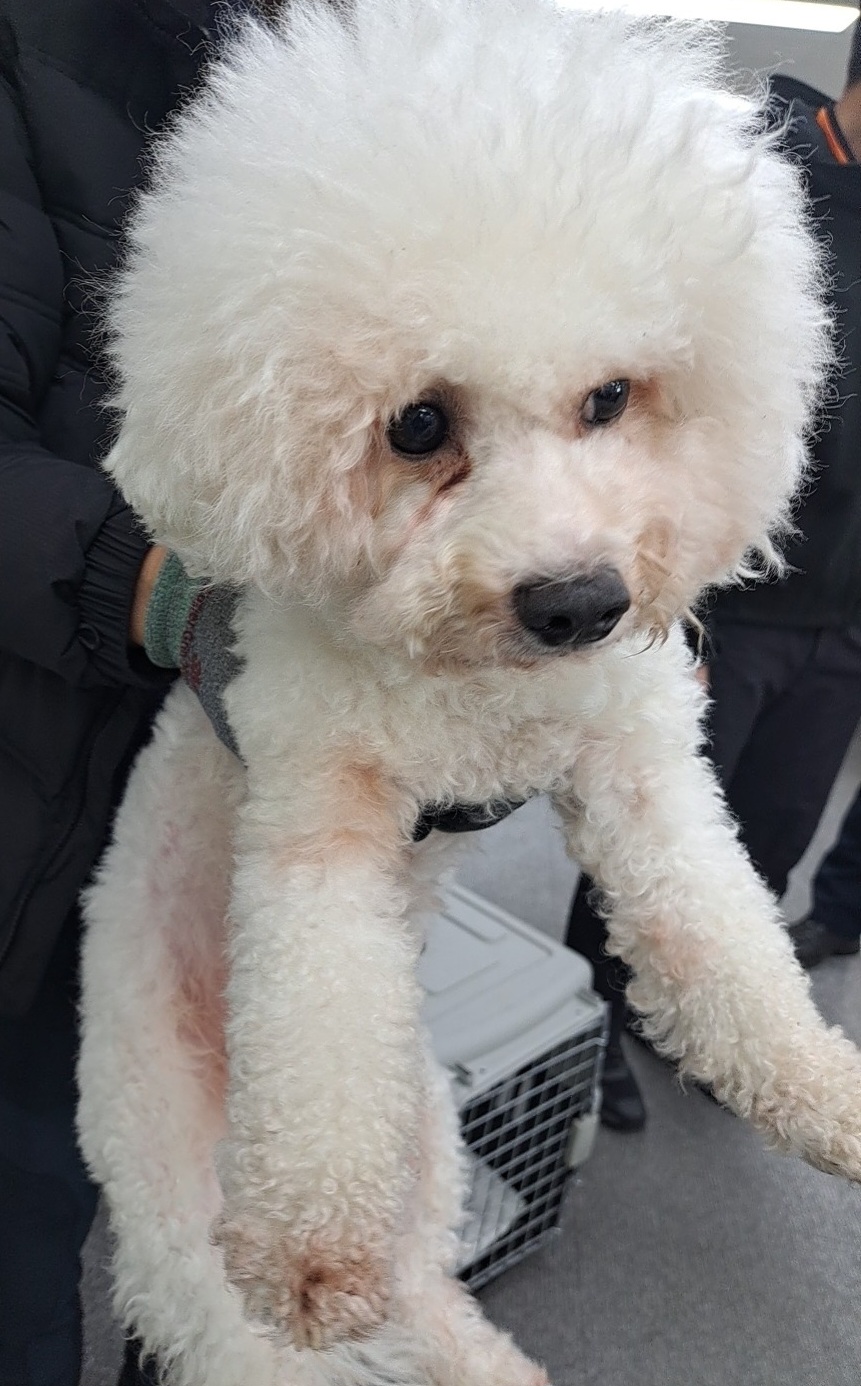 비숑 프리제 이미지 파일 입니다.